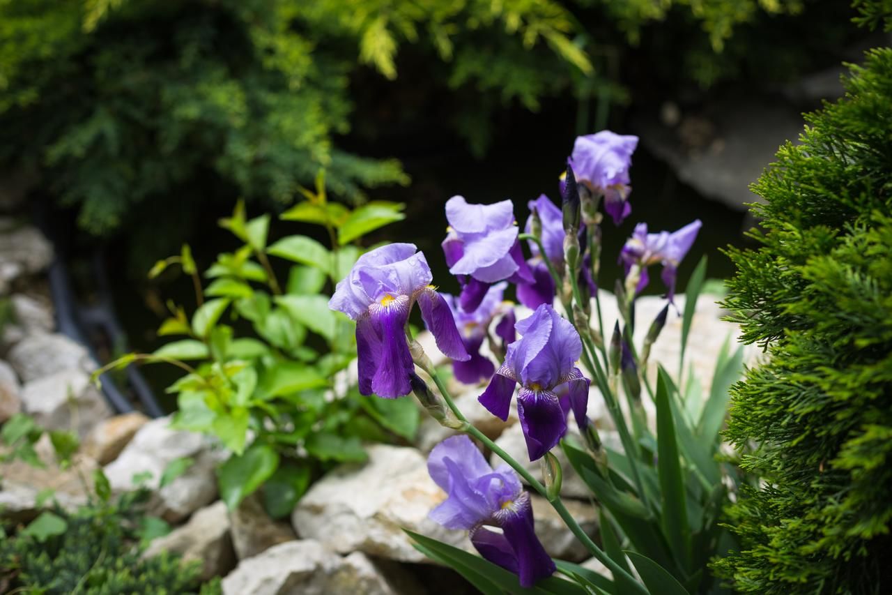 Гостевой дом Pension Gallery Брашов-29