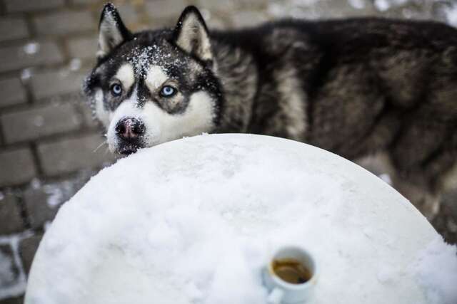 Гостевой дом Pension Gallery Брашов-32